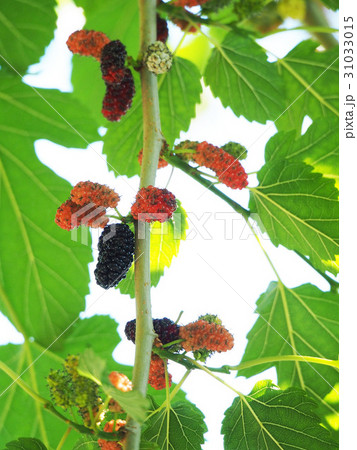 桑の実 31033015