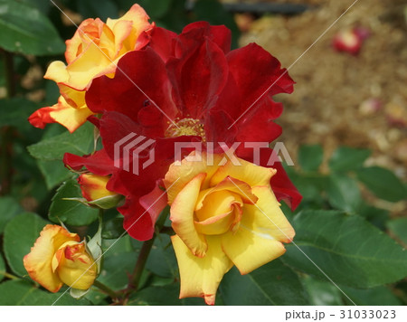 バラ　品種名　チヤールストーン 31033023