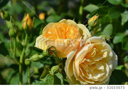 黄色の薔薇 黄色の薔薇 31033073