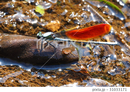 カワトンボ（橙色翅型・オス） 31033171