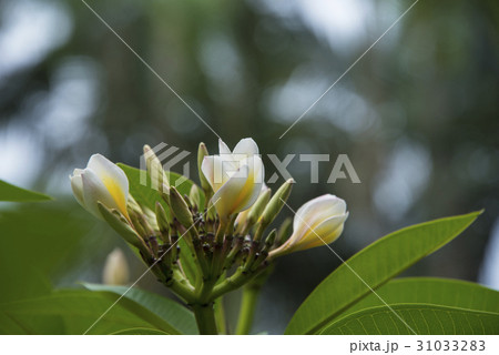 プルメリア プリメリア インドソケイ 31033283