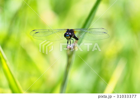 ハラビロトンボ（オス） 31033377
