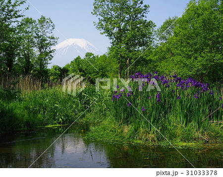 ドジョウ池のあやめと富士 31033378