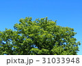 新緑と青空(浜松市浜北区森林公園) 31033948