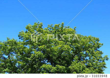 新緑と青空(浜松市浜北区森林公園) 31033948