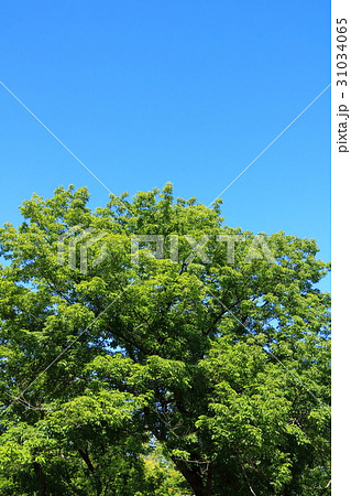 新緑と青空(浜松市浜北区森林公園) 31034065