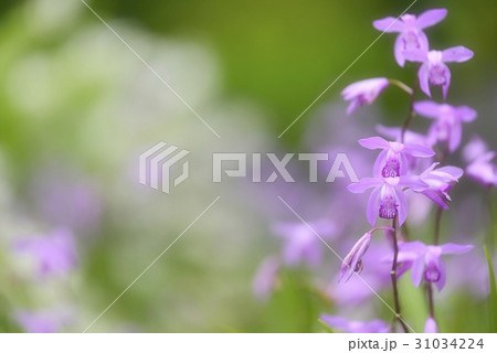 優美な紫蘭 31034224