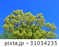 新緑と青空(浜松市浜北区森林公園) 31034235