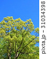 新緑と青空(浜松市浜北区森林公園) 31034398