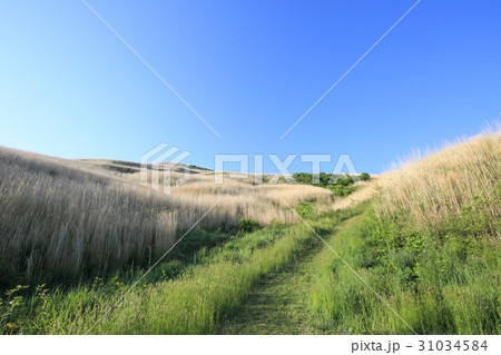 愛媛県四国中央市　塩塚高原の風景 31034584
