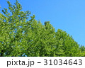 新緑と青空(浜松市浜北区森林公園) 31034643