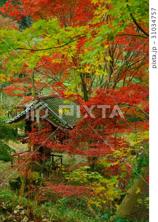 薬師池公園の紅葉 薬師池公園の紅葉 31034757