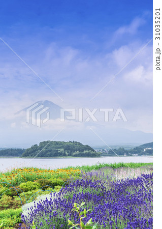 河口湖　ラベンダー 31035201