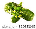 Baby choy sum with flower on white background. 31035845
