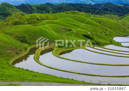 扇棚田 水張り風景 熊本県産山村 扇棚田 水張り風景 熊本県産山村 31035867