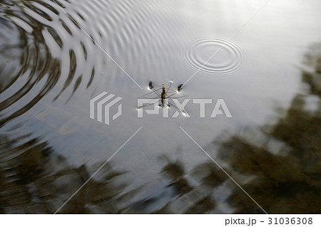 池の水面に捕食事中で交尾中のアメンボウ 1の写真素材