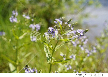 春の水際に特定外来植物のオオカワヂシャ-1 31036312