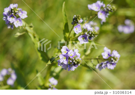 春の水際に特定外来植物のオオカワヂシャ-3 春の水際に特定外来植物のオオカワヂシャ-3 31036314