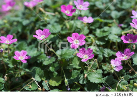 エロディウム・バリアビレ 31036390