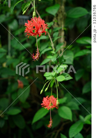 ハイビスカス（Hibiscus） 31036766