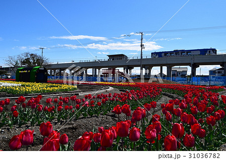チューリップまつり 31036782
