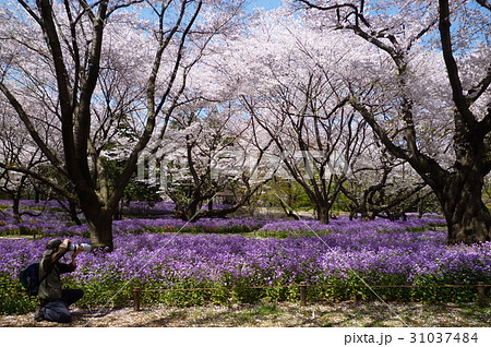 春、愛の詩 31037484