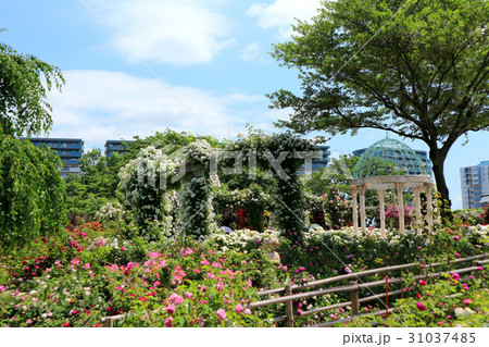 京成バラ園、満開の春バラとガゼボ(5月)千葉県八千代市 京成バラ園、満開の春バラとガゼボ(5月)千葉県八千代市 31037485