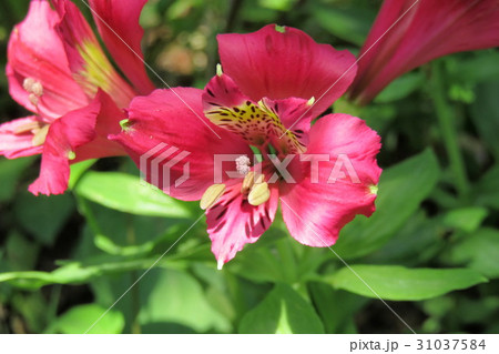 赤いアルストロメリアの花の写真素材