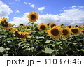 夏のひまわり畑 31037646