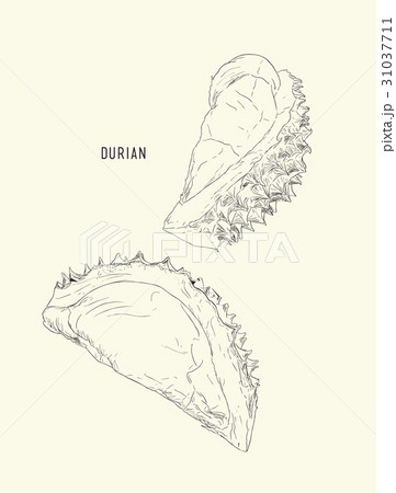 durian , King of fruit ,sketch vector. 31037711