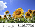 真夏のひまわり畑 31037730