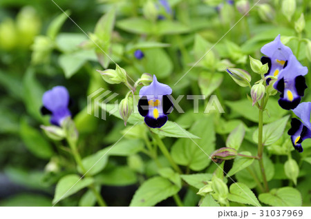 トレニア 31037969