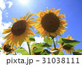 真夏のひまわり 31038111
