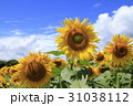 真夏のひまわり畑 31038112
