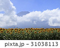 ひまわり畑と富士山 31038113
