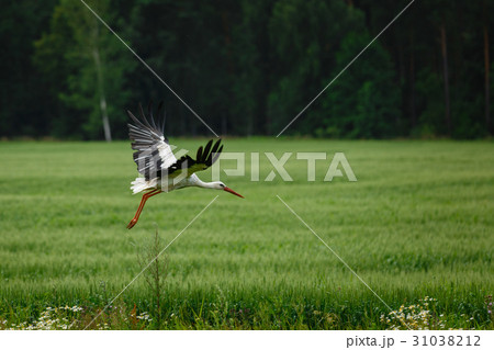 Stork flying on grass field Stork flying on grass field 31038212