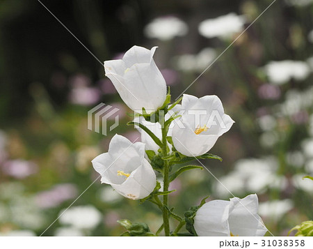 白いカンパニュラの花の写真素材