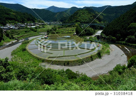 有田川とあらぎ島棚田 有田川とあらぎ島棚田 31038418