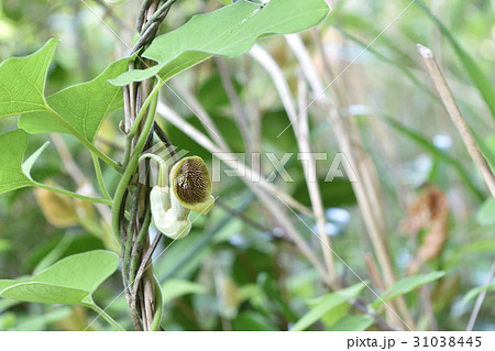 オオバウマノスズクサ 31038445