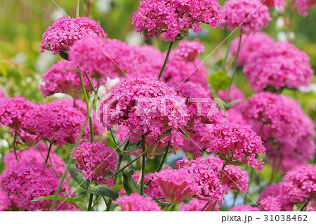 たくさん咲いたピンクのムシトリナデシコの花の写真素材