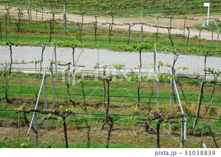 タイ、ホアヒンのブドウ園、ブドウ畑(Vineyard of Hua Hin in Thailand) タイ、ホアヒンのブドウ園、ブドウ畑(Vineyard of Hua Hin in Thailand) 31038839
