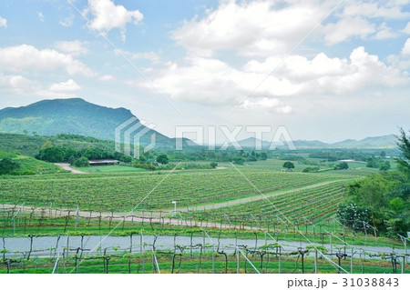 タイ、ホアヒンのブドウ園、ブドウ畑(Vineyard of Hua Hin in Thailand) タイ、ホアヒンのブドウ園、ブドウ畑(Vineyard of Hua Hin in Thailand) 31038843