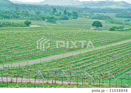タイ王国フワヒン、ホアヒン、ファヒンのブドウ畑 タイ王国フワヒン、ホアヒン、ファヒンのブドウ畑 31038848