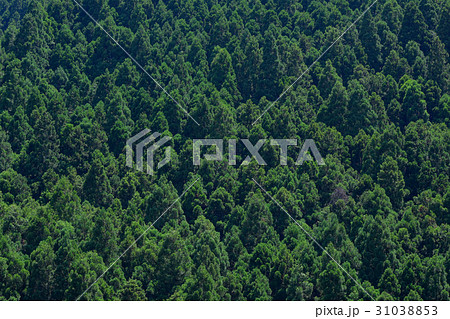 世界遺産　紀伊山地の森林 31038853