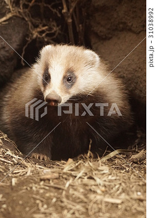 ニホンアナグマ 31038992