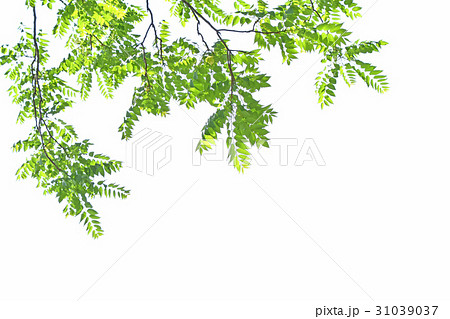 ニワウルシ（庭漆） 31039037