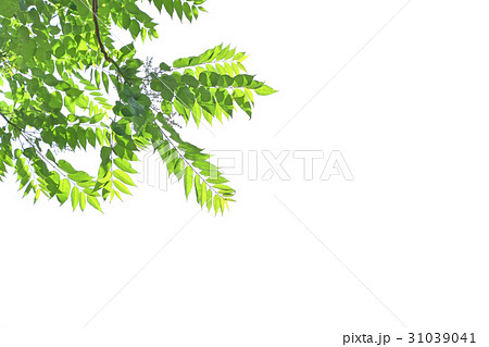 ニワウルシ（庭漆） 31039041