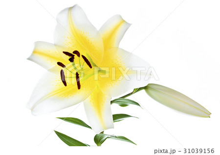 花図鑑 花図鑑 31039156