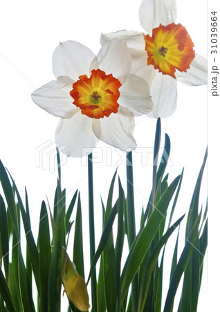 花図鑑 花図鑑 31039664