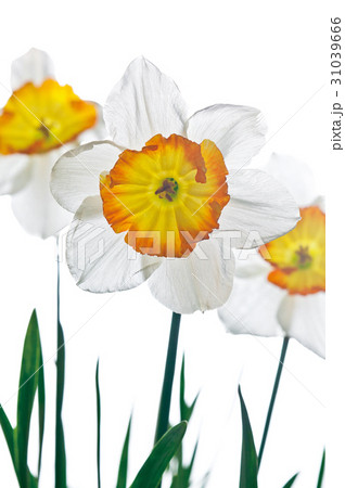 花図鑑 花図鑑 31039666